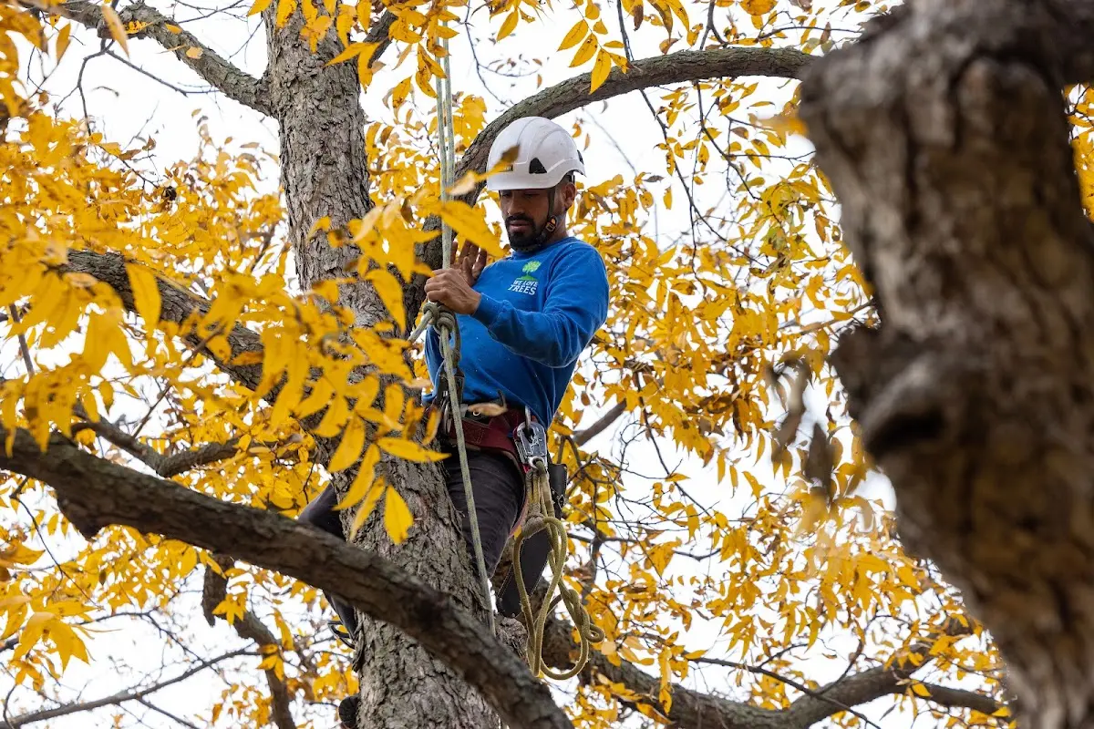 Skilled Tree Trimming crew working in Sidell